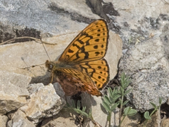 Boloria astarte