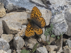 Boloria astarte