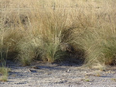 Rhynchotus rufescens