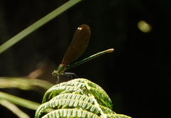 Calopteryx xanthostoma