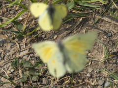 Colias christina
