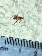 Ozophora occidentalis