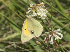 Colias christina