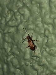 Ozophora occidentalis