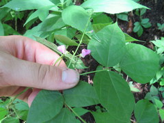 Phaseolus polystachios