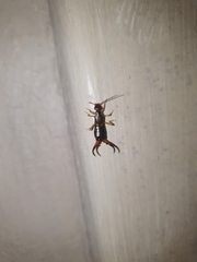 Forficula auricularia