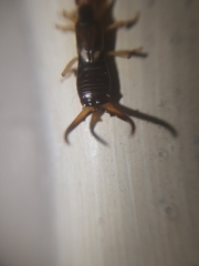 Forficula auricularia