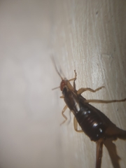 Forficula auricularia