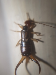 Forficula auricularia