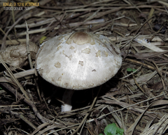 Chlorophyllum