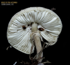 Chlorophyllum