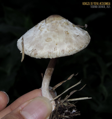 Chlorophyllum