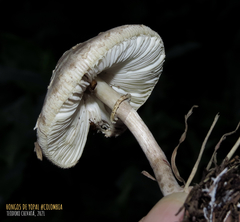 Chlorophyllum