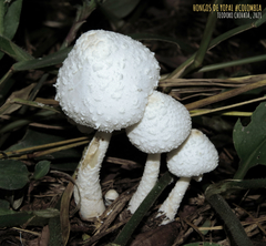 Leucocoprinus cretaceus