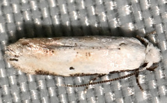 Mea skinnerella