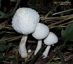 Leucocoprinus cretaceus