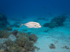 Caranx papuensis