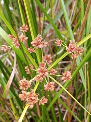 Cyperus pseudovegetus