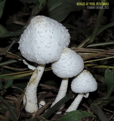 Leucocoprinus cretaceus