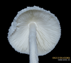 Leucocoprinus cretaceus