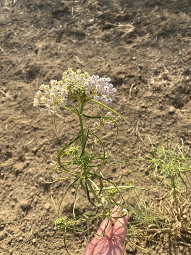 photo of Narrowleaf Milkweed (Asclepias fascicularis)