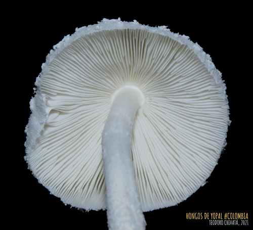 white chalk mushroom