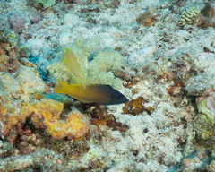 Halichoeres prosopeion