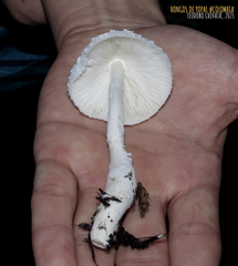 Leucocoprinus cretaceus