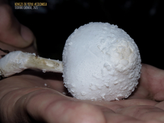 Leucocoprinus cretaceus