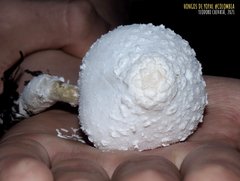 Leucocoprinus cretaceus