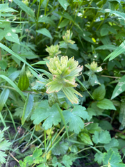 Castilleja unalaschcensis