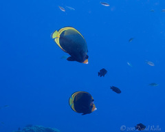 Chaetodon flavirostris