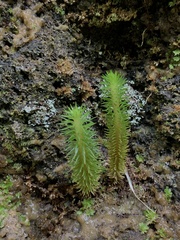 Phlegmariurus dentatus