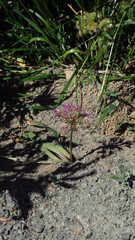 Allium crenulatum