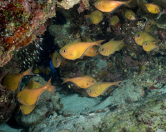 Pempheris oualensis