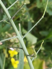 Erucastrum canariense