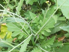 Erucastrum canariense