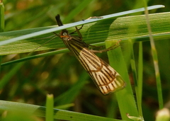 Chrysocramboides craterella