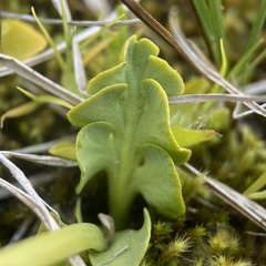 Botrychium simplex
