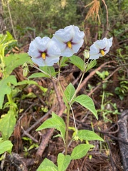 Lycianthes moziniana