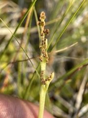 Botrychium simplex