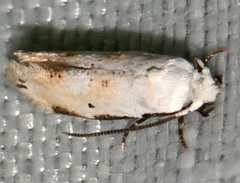 Mea skinnerella