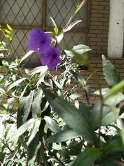 Ruellia simplex