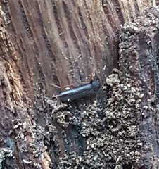 Phloiotrya
