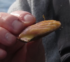 Chlamys hastata