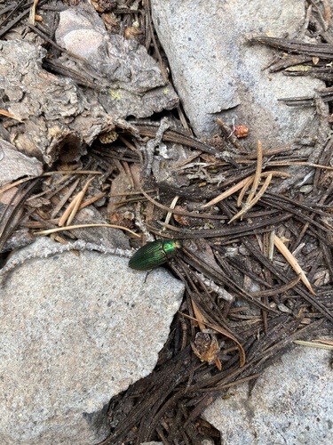 iNaturalist observation photo of Buprestis adjecta