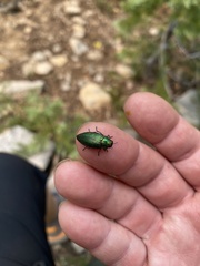 Buprestis adjecta
