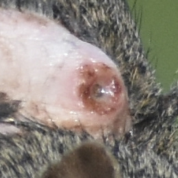 Oestridae image