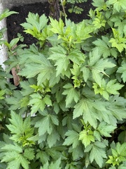 Artemisia lactiflora