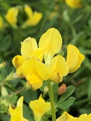Lotus corniculatus